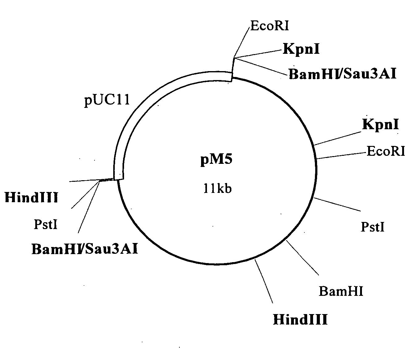 Novel amide hydrolase gene