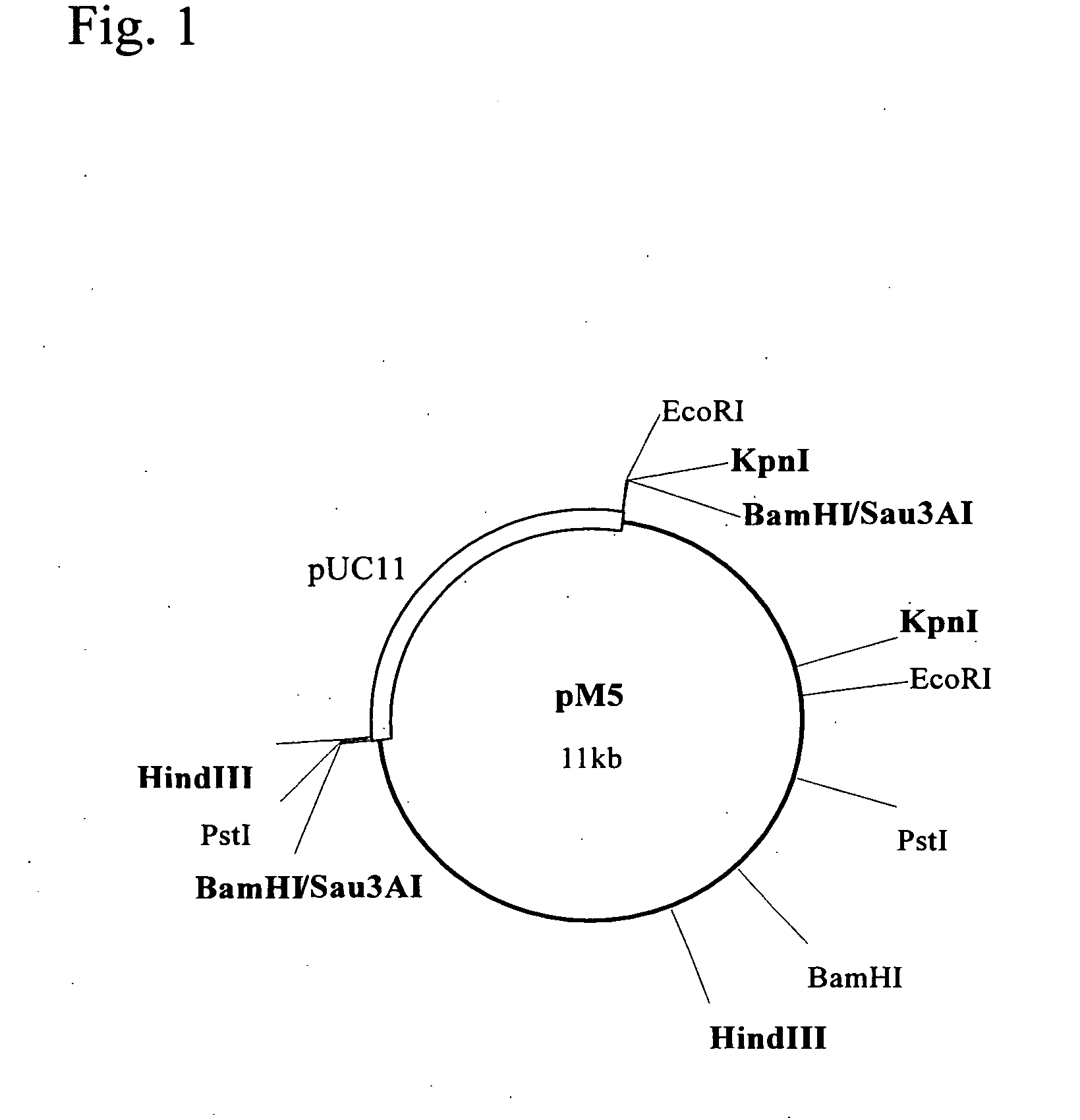 Novel amide hydrolase gene