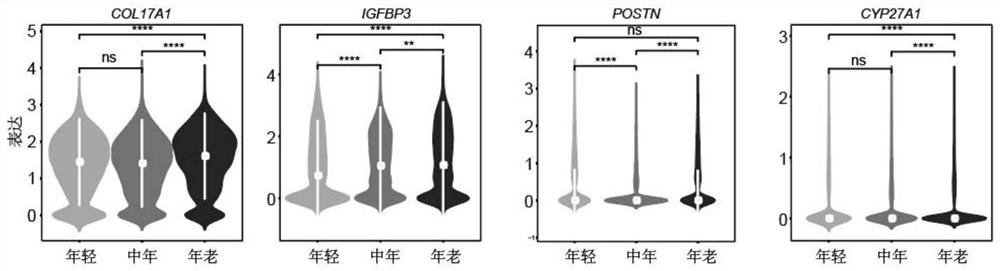 Molecular marker for human skin aging and regulation target and application thereof