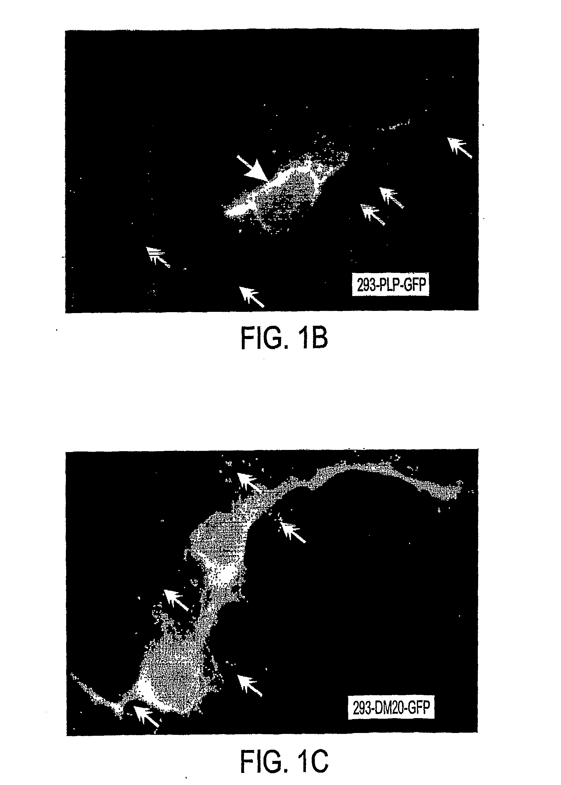 Bioactive peptides and unique ires elements from myelin proteolipid protein plp/dm20