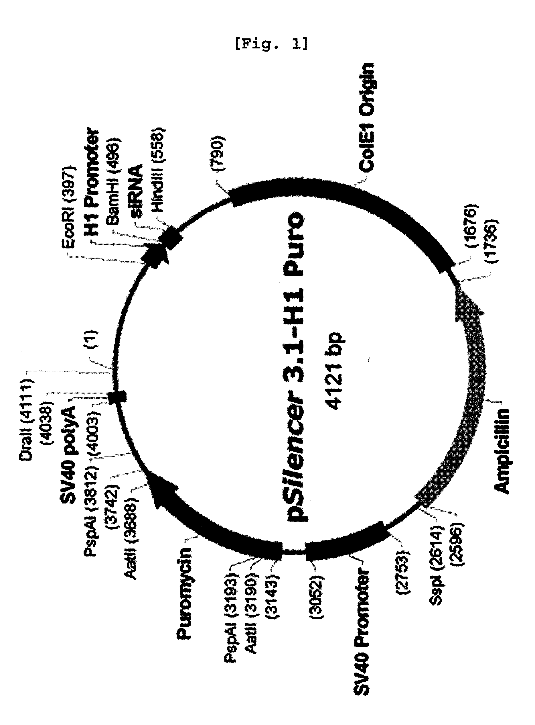 Gene therapy for cancer using small interfering RNA specific to ant2 and a method to overcome tolerance to antitumor agent