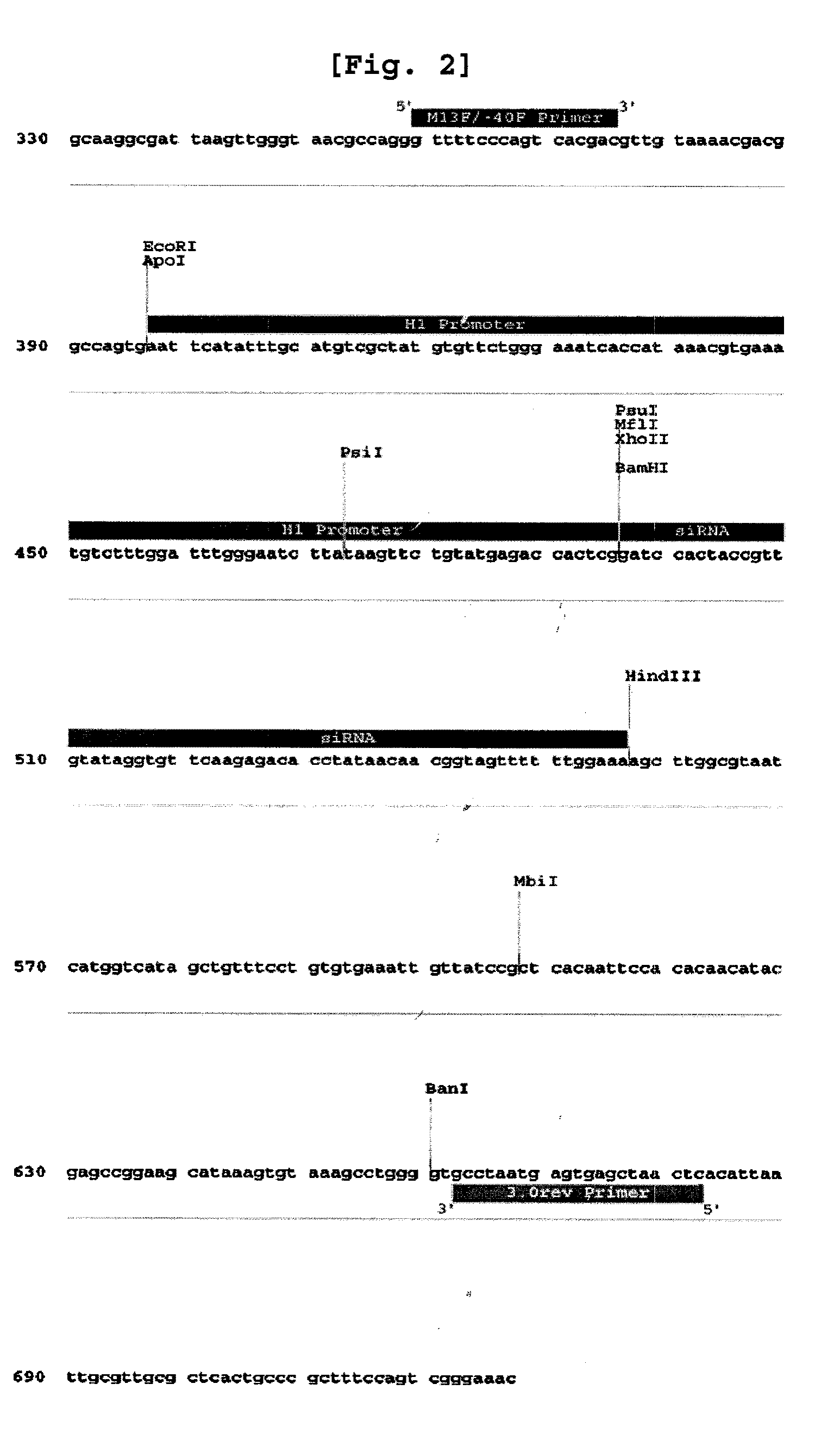 Gene therapy for cancer using small interfering RNA specific to ant2 and a method to overcome tolerance to antitumor agent