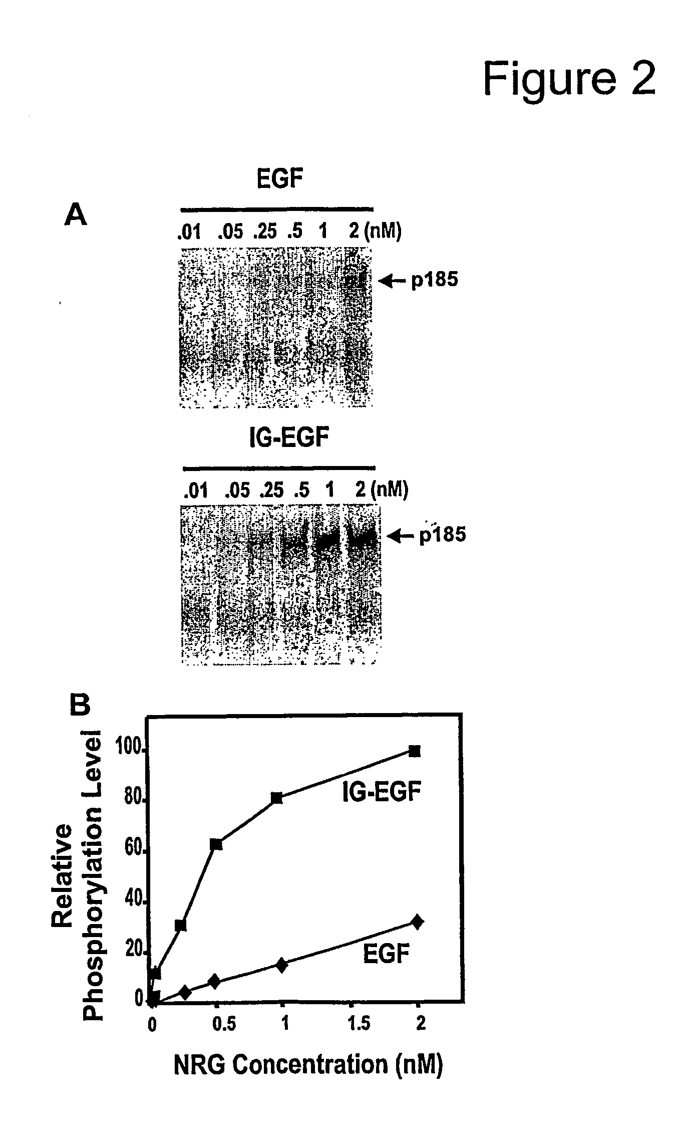 Hybrid proteins with neuregulin heparin-binding domain for targeting to heparan sulfate proteoglycans