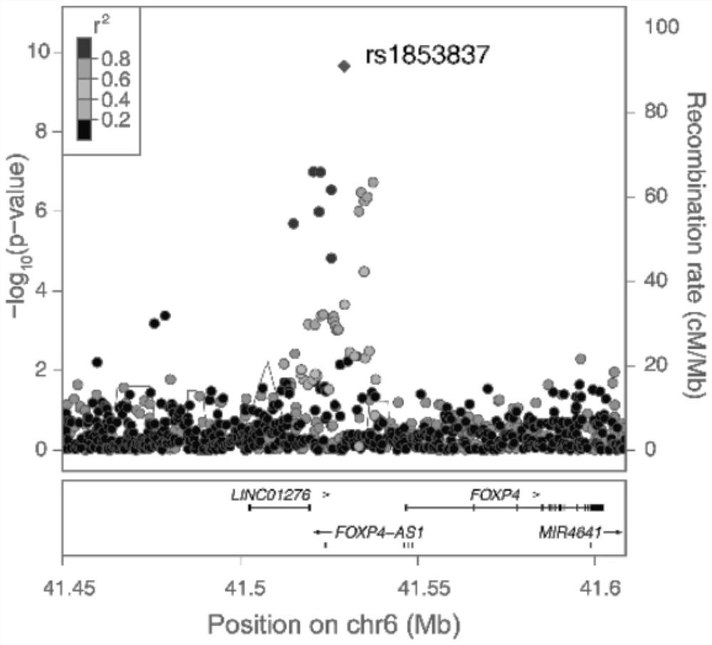 Molecular marker and kit for detecting COVID-19 susceptibility, and application of molecular marker