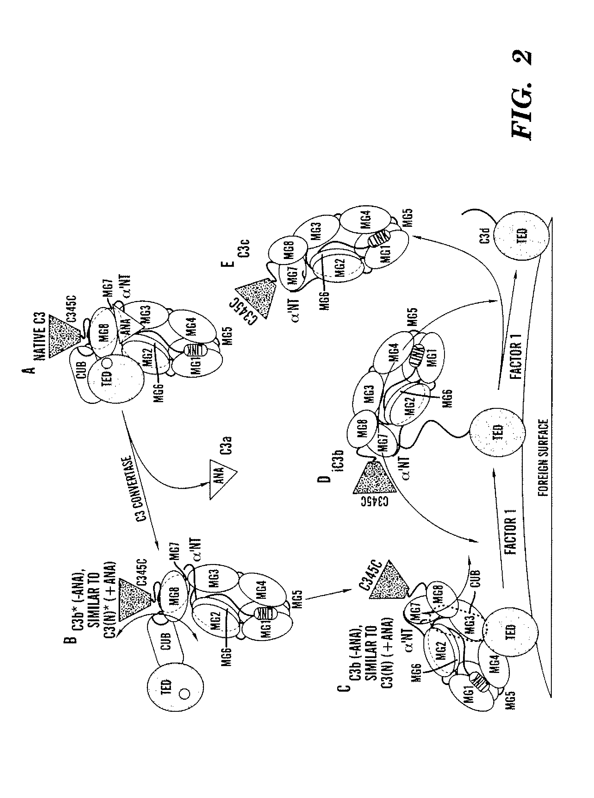 Aptamer modulators of complement protein c3 and biologically active proteolytic products thereof