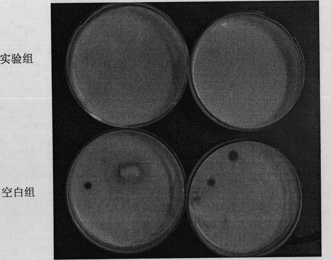 Lactic acid bacteria and application thereof