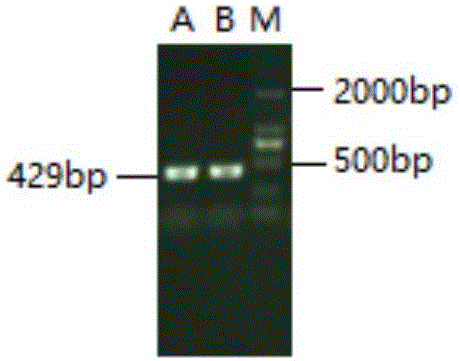 Preparation method of sensitive cell subcloning Vero/Slam/V for enhancing PPRV (Peste Des Petits Ruminants Virus) duplication