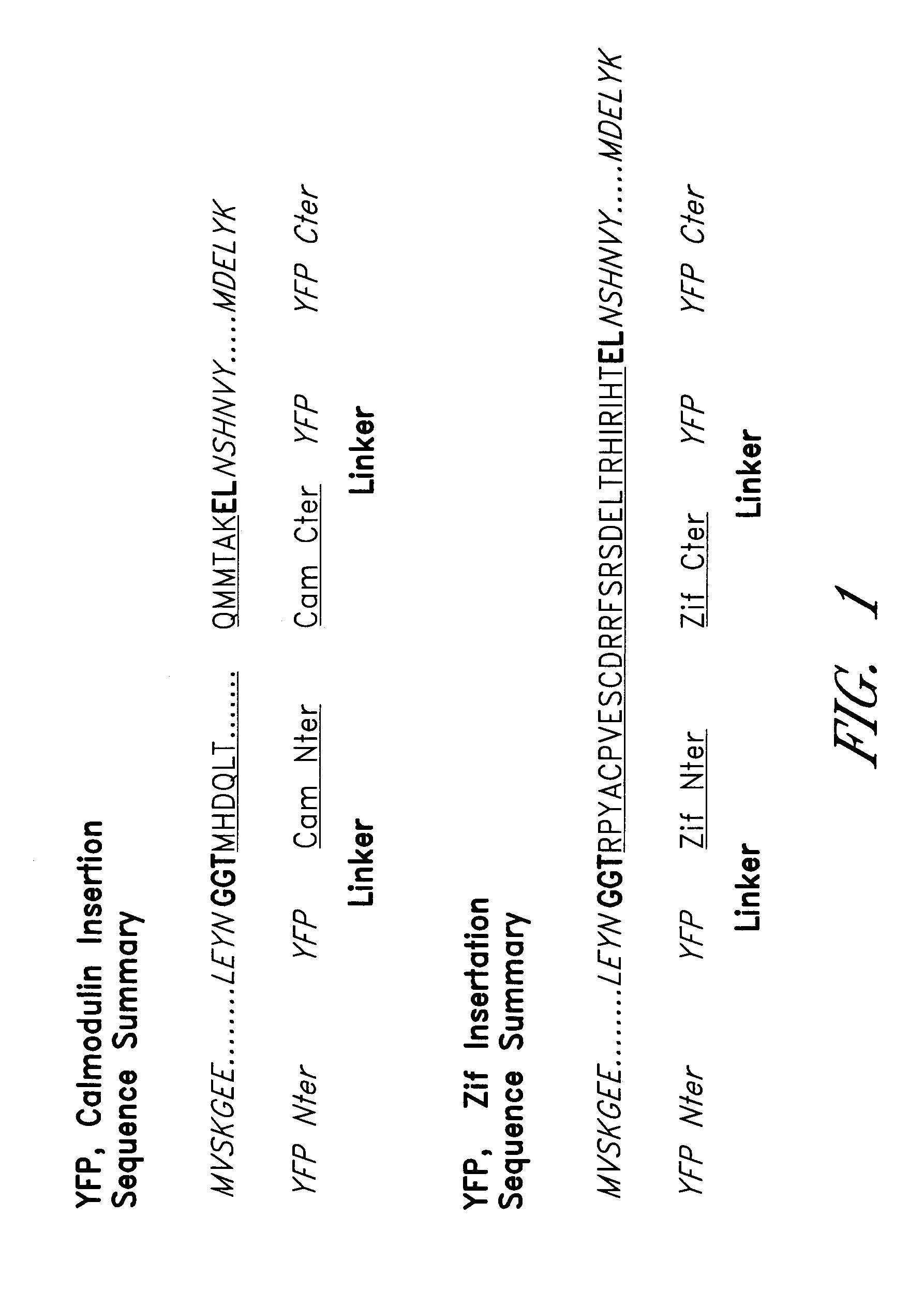 Circularly permuted fluorescent protein indicators