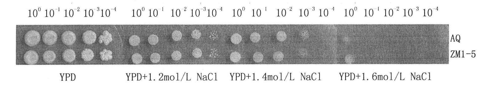 Saccharomyces cerevisiae strain and application thereof