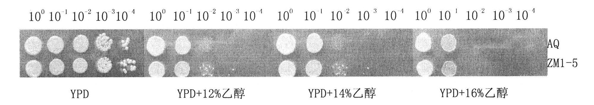 Saccharomyces cerevisiae strain and application thereof