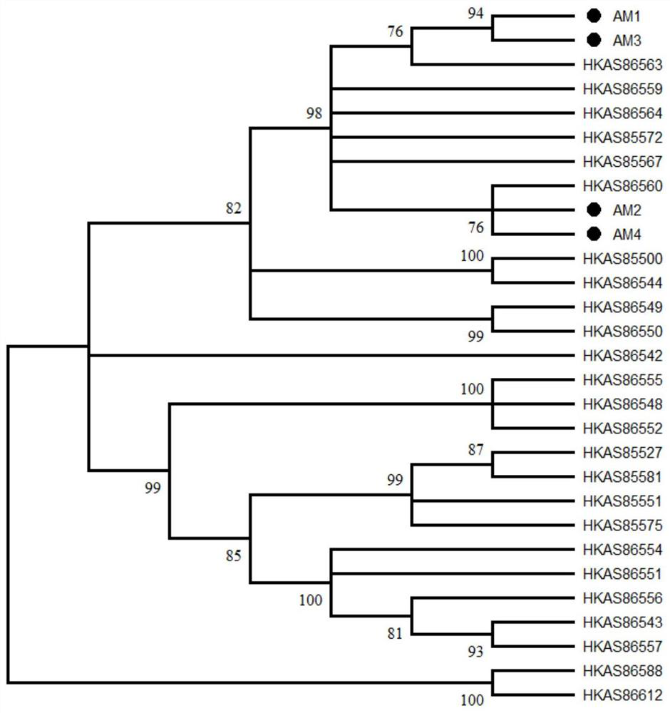 Armillaria Armillaria Xiaocaoba No.1 and Its Application in Cultivation of Gastrodia elata