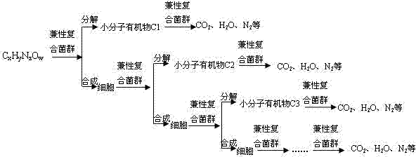 Method for synchronously degrading carbon, nitrogen and phosphorus in wastewater without discharging sludge