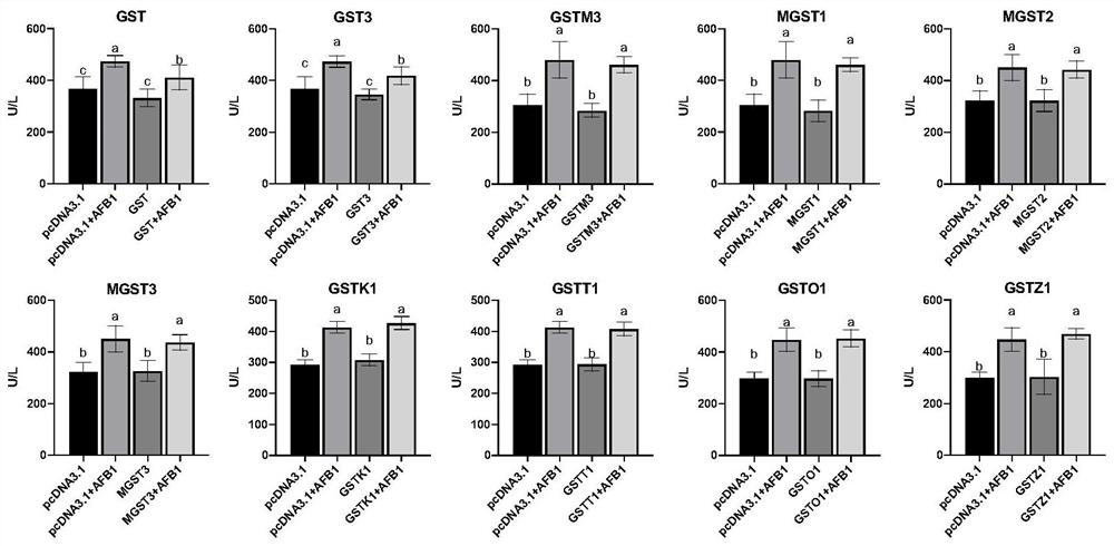 Application of glutathione mercaptotransferase as detoxifying enzyme for preventing and treating duck liver injury caused by AFB1