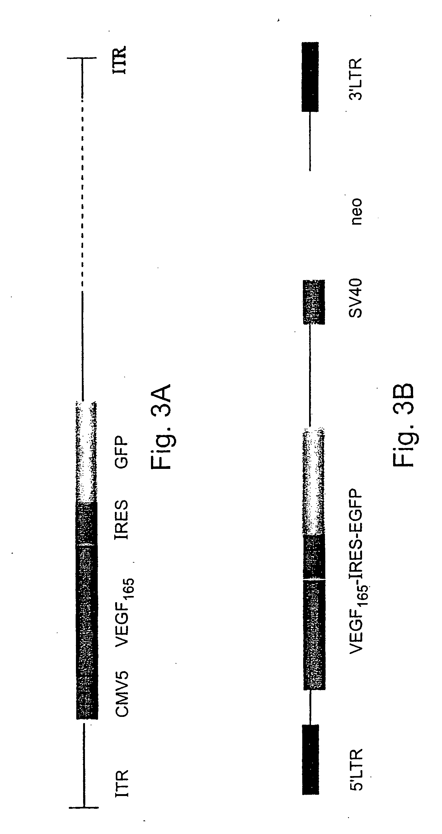 Artificial vascular grafts, their construction and use