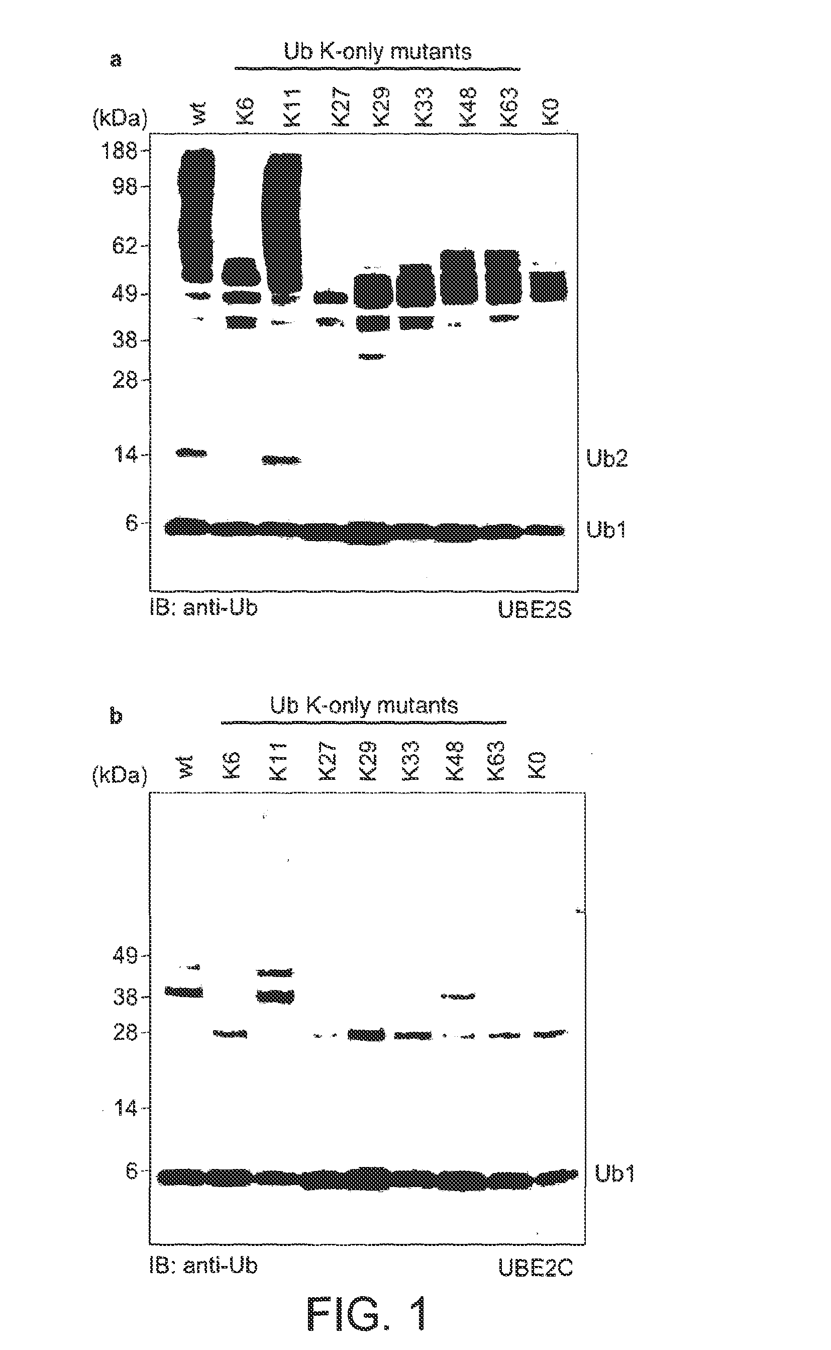 Engineered E2 For Increasing The Content Of Free LYS11-Linked Ubiquitin