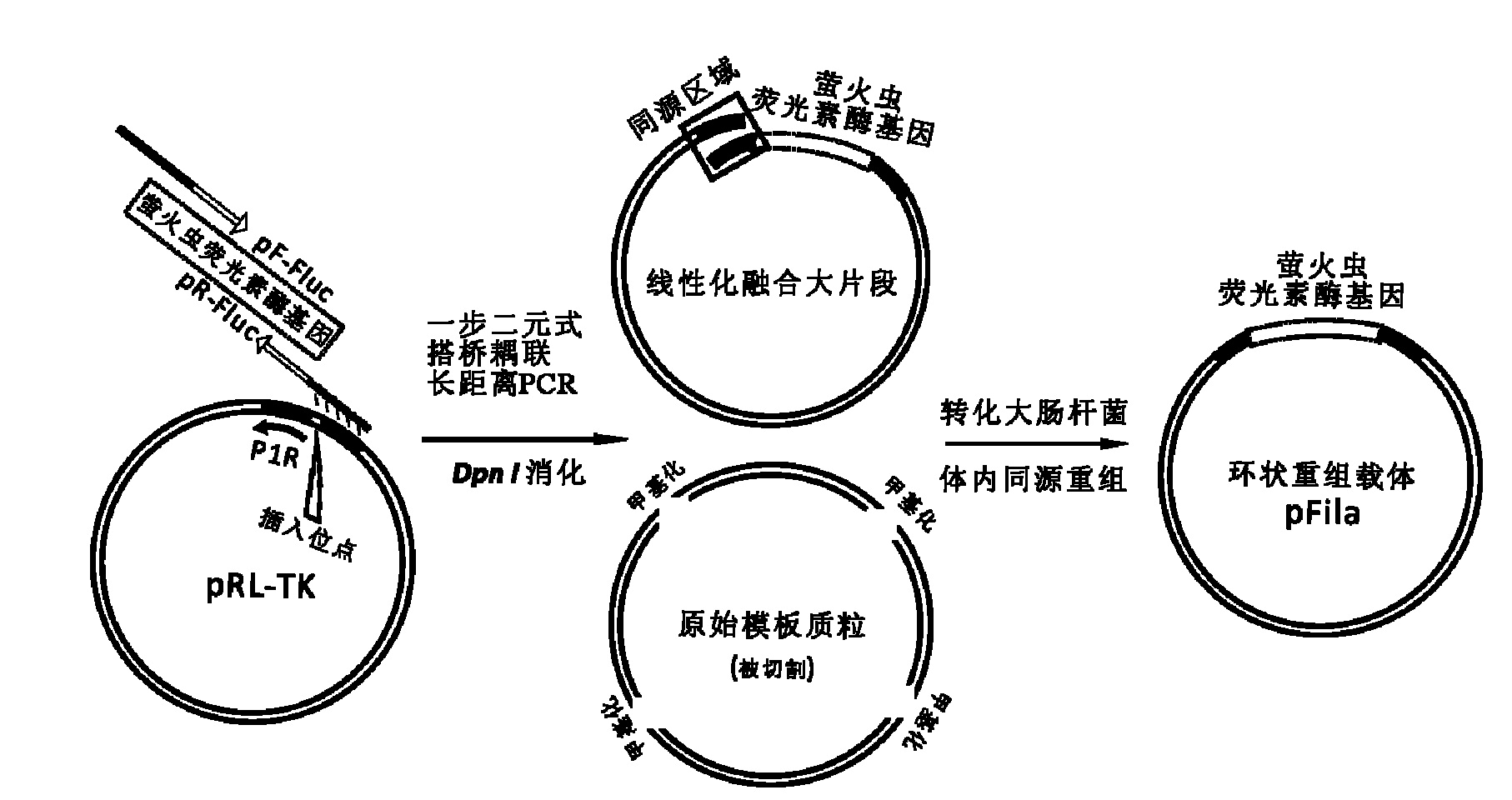 Reference internal type dual-luciferase reporter vector and application thereof