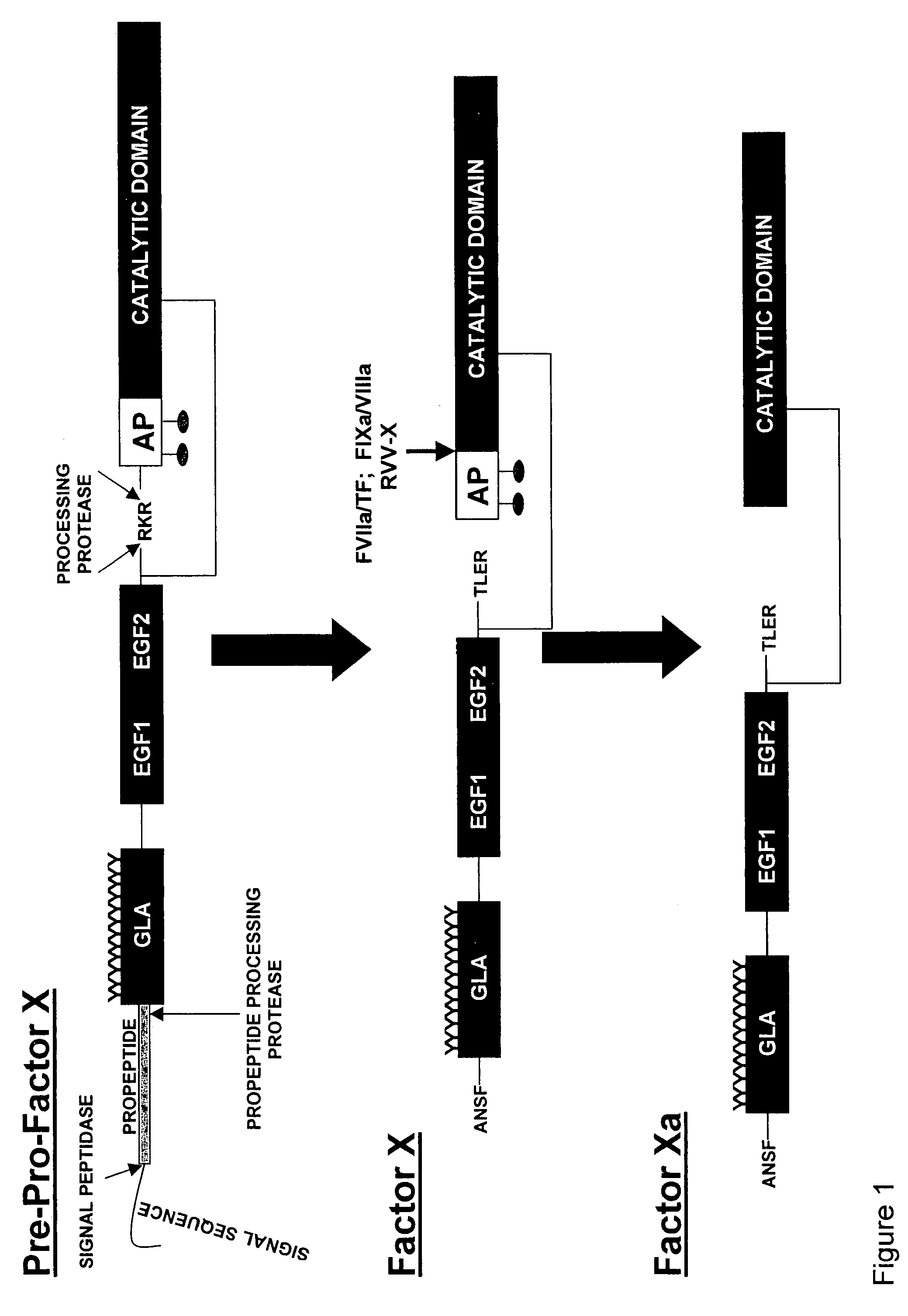 Compositions and methods for modulating hemostasis