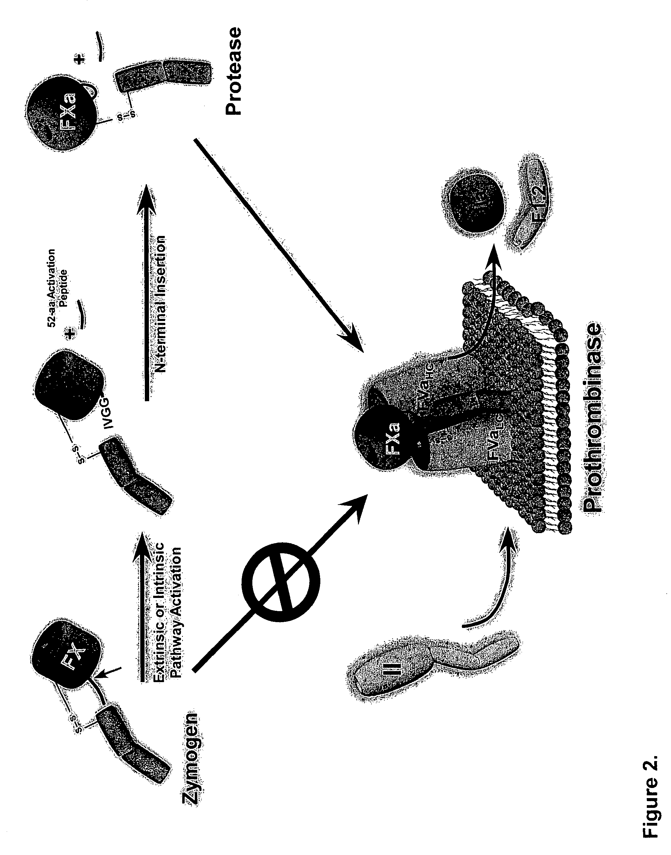 Compositions and methods for modulating hemostasis