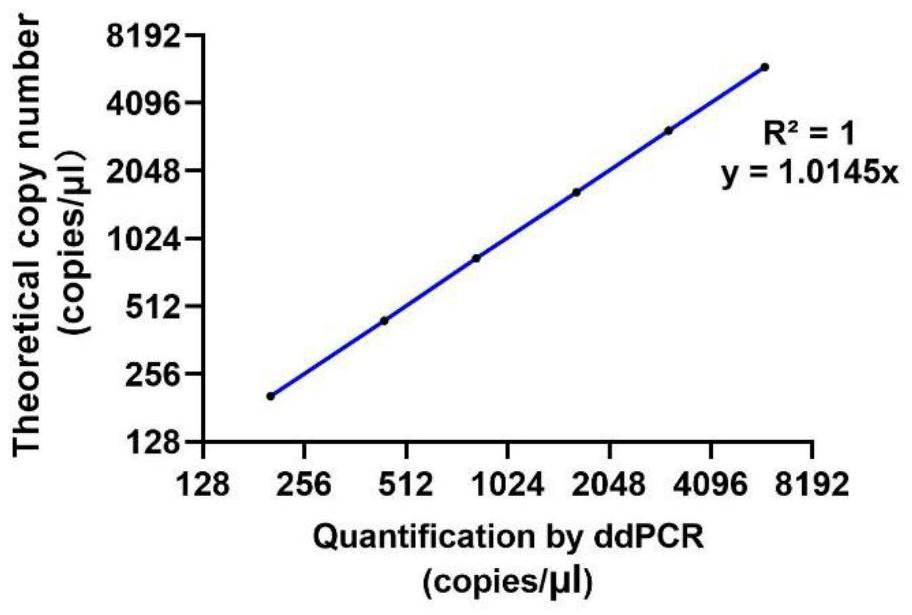 Primer probe and kit for detecting lung pathogenic bacteria