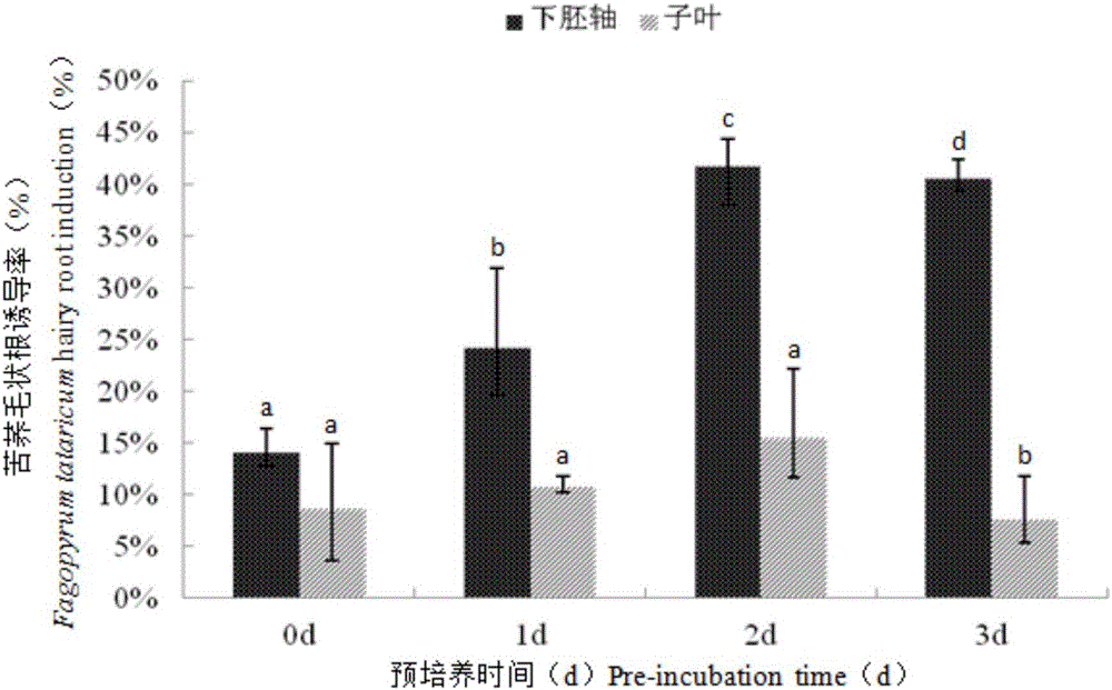 Method for inducing and quickly propagating hairy roots of tartary buckwheat