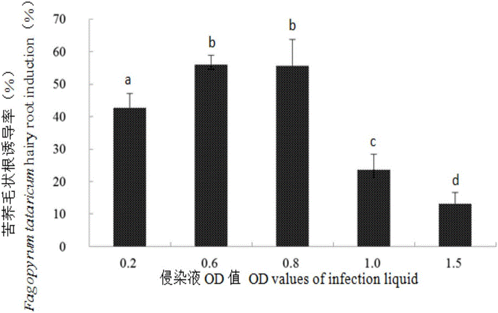 Method for inducing and quickly propagating hairy roots of tartary buckwheat