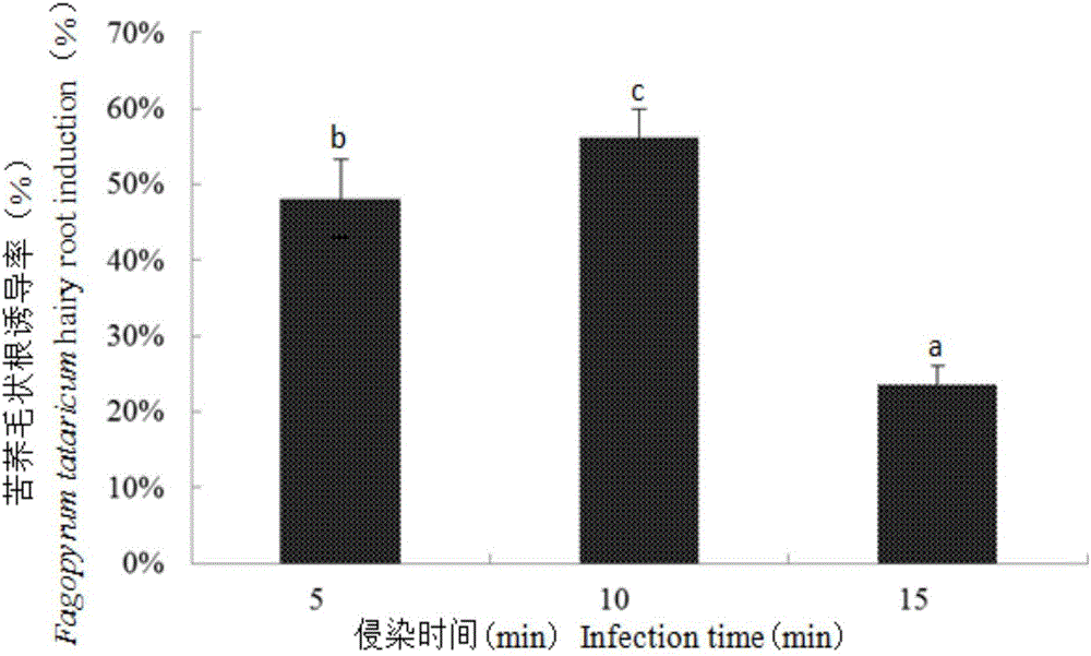 Method for inducing and quickly propagating hairy roots of tartary buckwheat