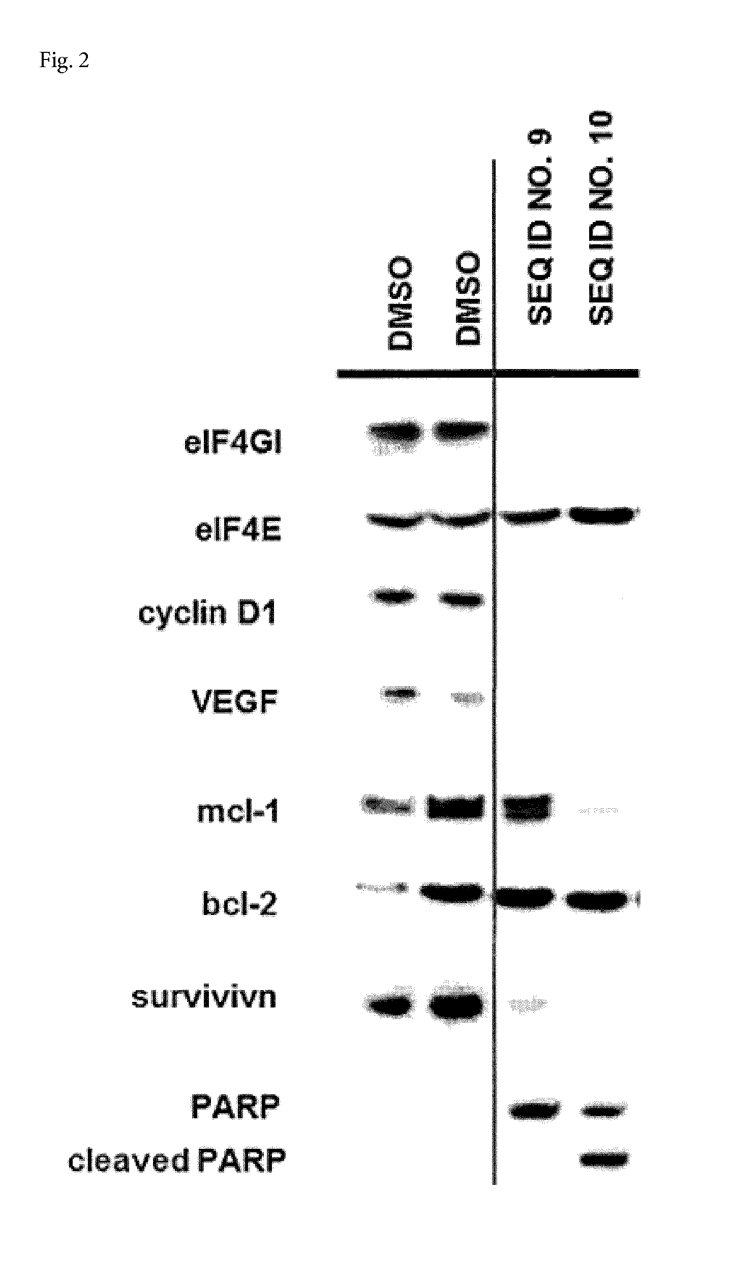 Cell penetrating peptides to target eif4e