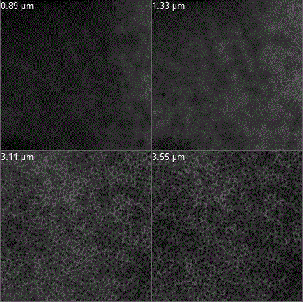 Membrane pore structure and porosity testing method based on confocal laser scanning microscopy