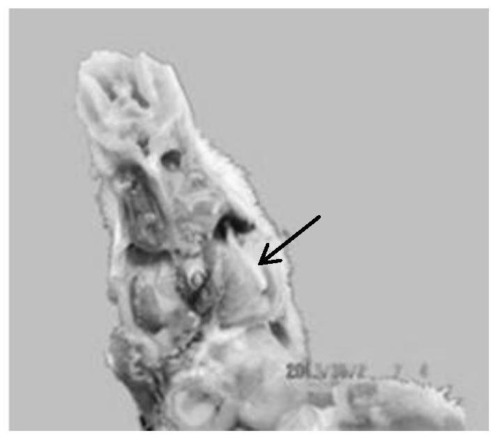 A kind of attenuated strain of muscovy duck C subtype avian metapneumovirus and its preparation and application