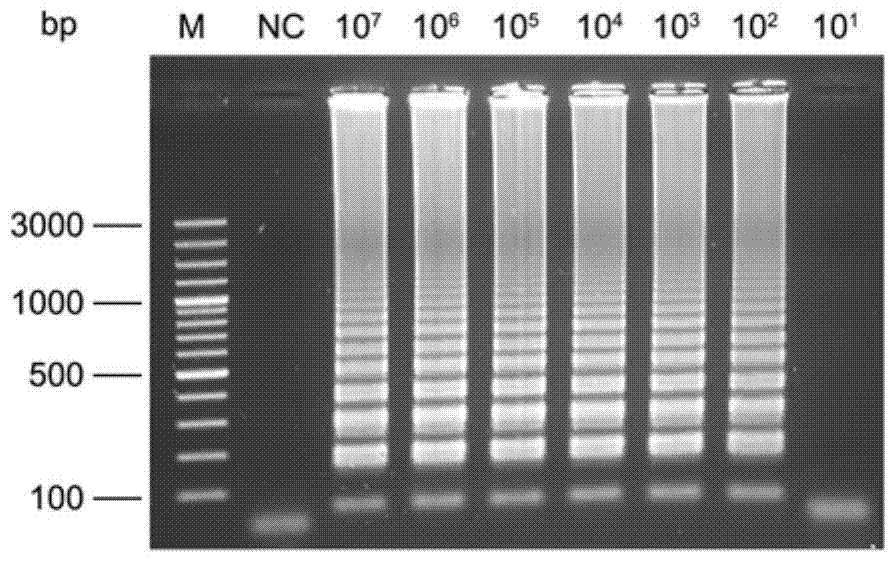 Primer and probe sequences and applications of primers and probes for detection of Edwardsiella tarda lamp‑lfd