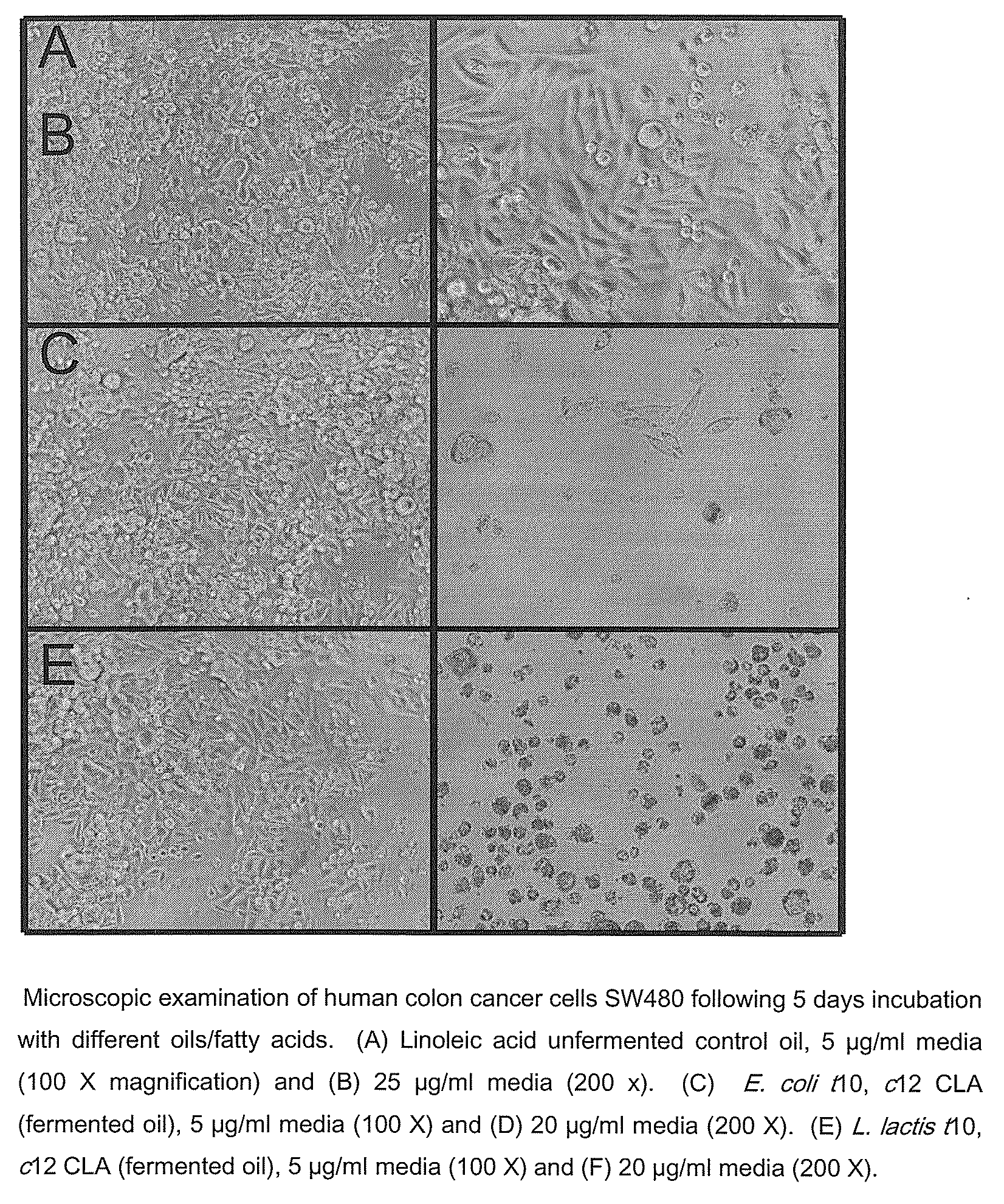 Process for the production of trans-10, cis 12 octadecadienoic acid