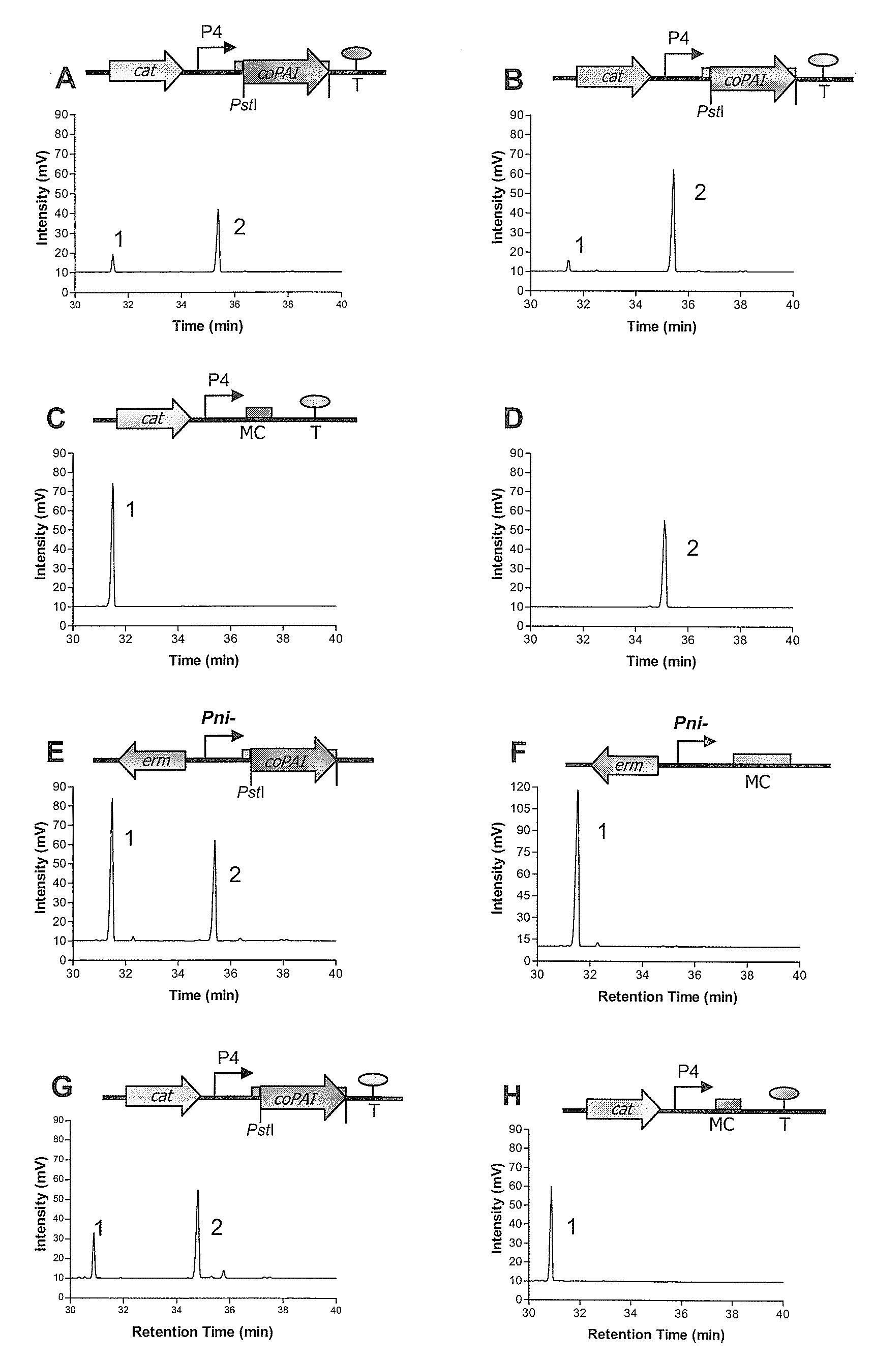 Process for the production of trans-10, cis 12 octadecadienoic acid