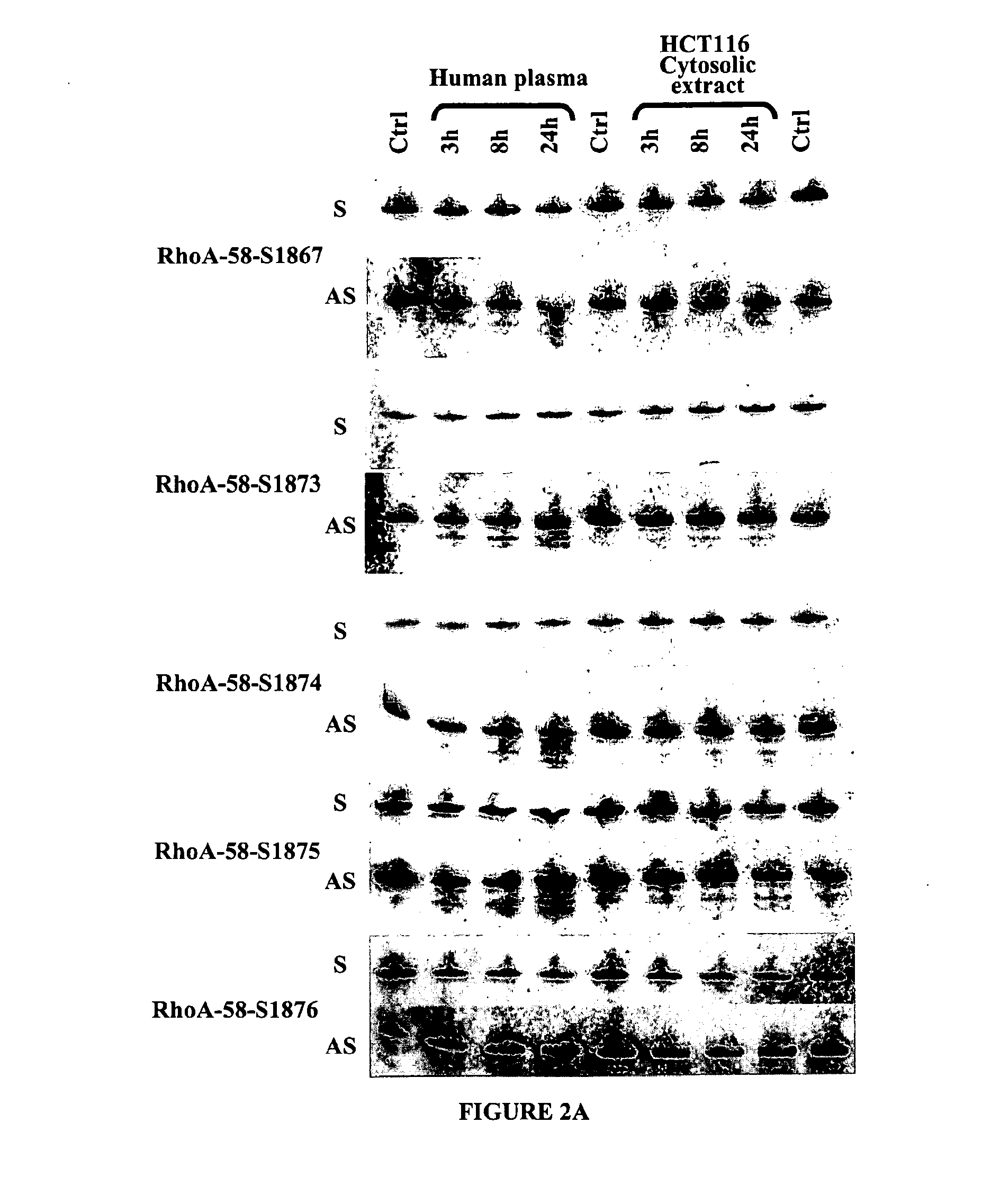 Double-stranded nucleic acid compounds