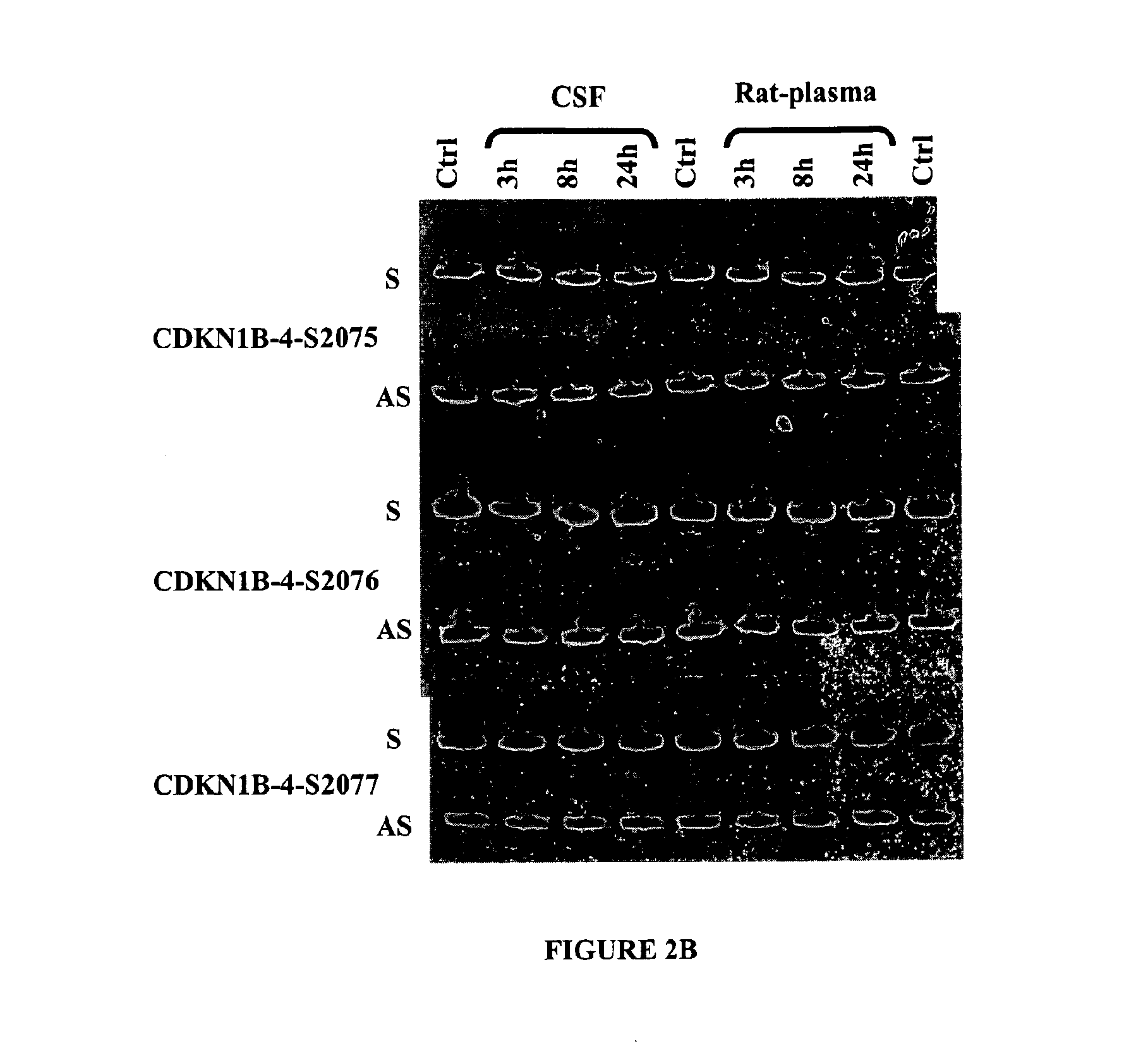 Double-stranded nucleic acid compounds