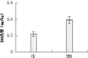 Corn rhizosphere growth promoting bacteria YM3 and application thereof