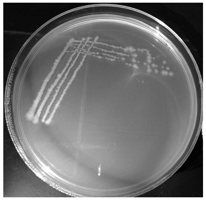 Corn rhizosphere growth promoting bacteria YM3 and application thereof