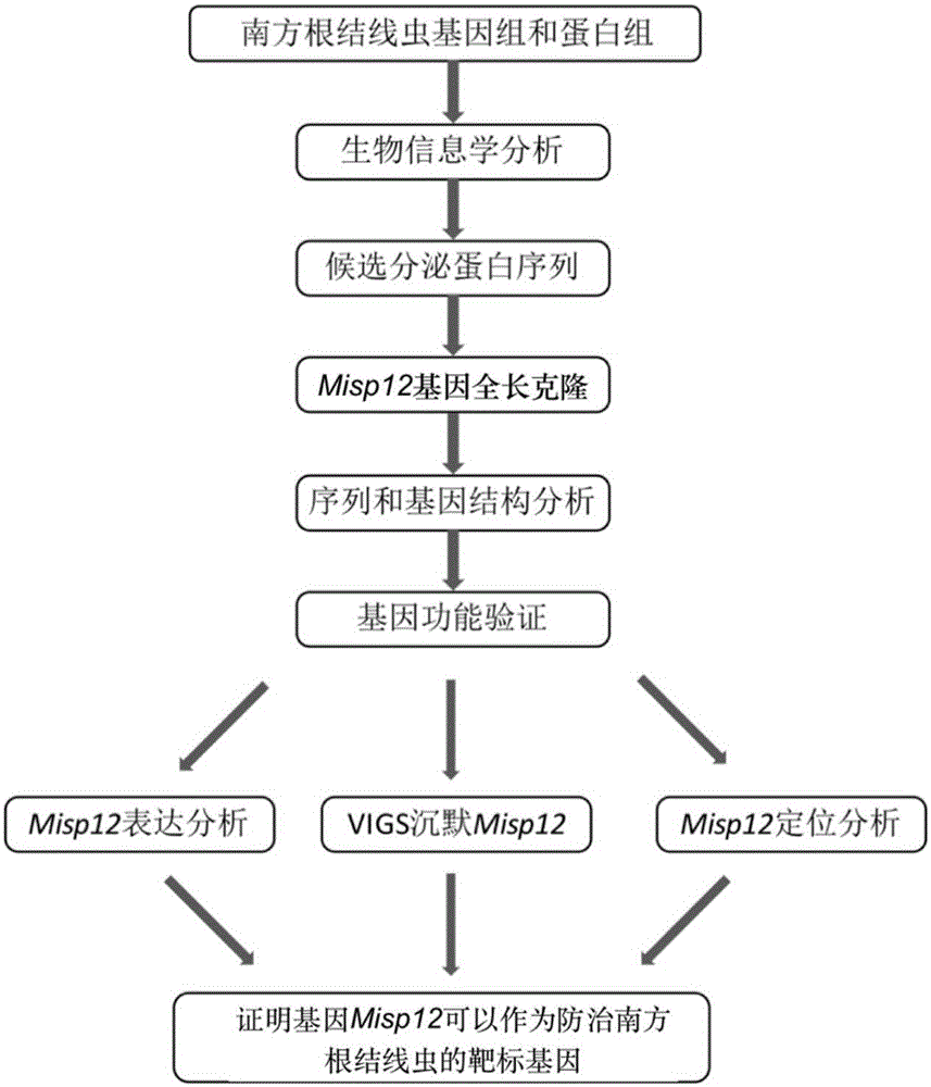 Meloidogyne incognita Chitwood prevention and control related gene Misp12 and use thereof