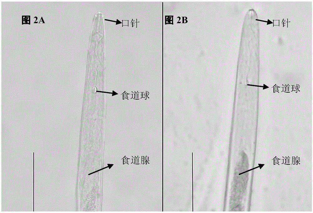 Meloidogyne incognita Chitwood prevention and control related gene Misp12 and use thereof