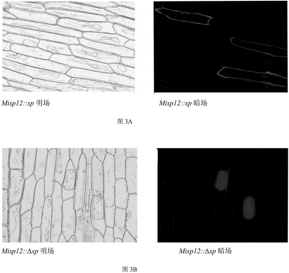 Meloidogyne incognita Chitwood prevention and control related gene Misp12 and use thereof