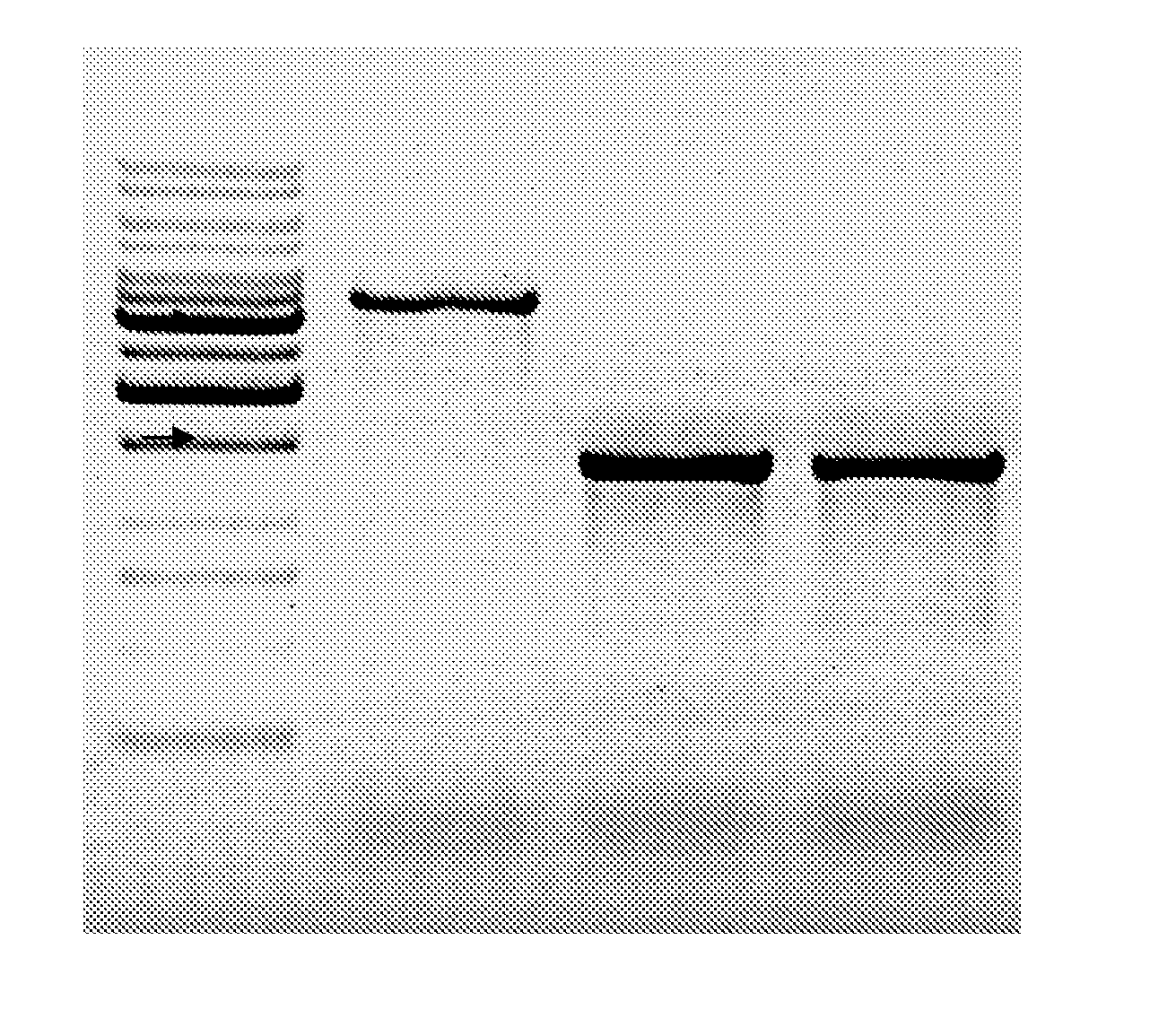 Attenuated salmonella enterica serovar paratyphi a and uses thereof