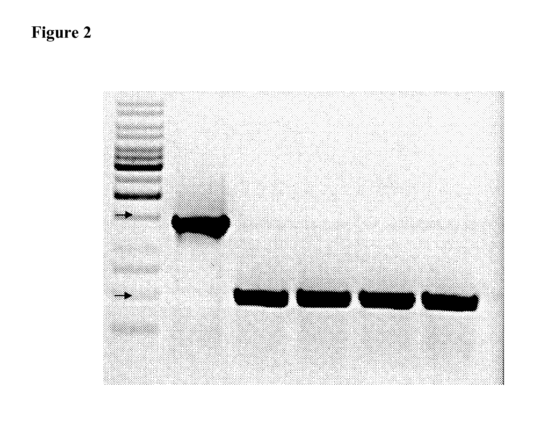 Attenuated salmonella enterica serovar paratyphi a and uses thereof