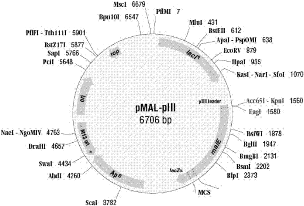 Polypeptide composition for detecting serum marker of autoimmune disease patient and application of polypeptide composition