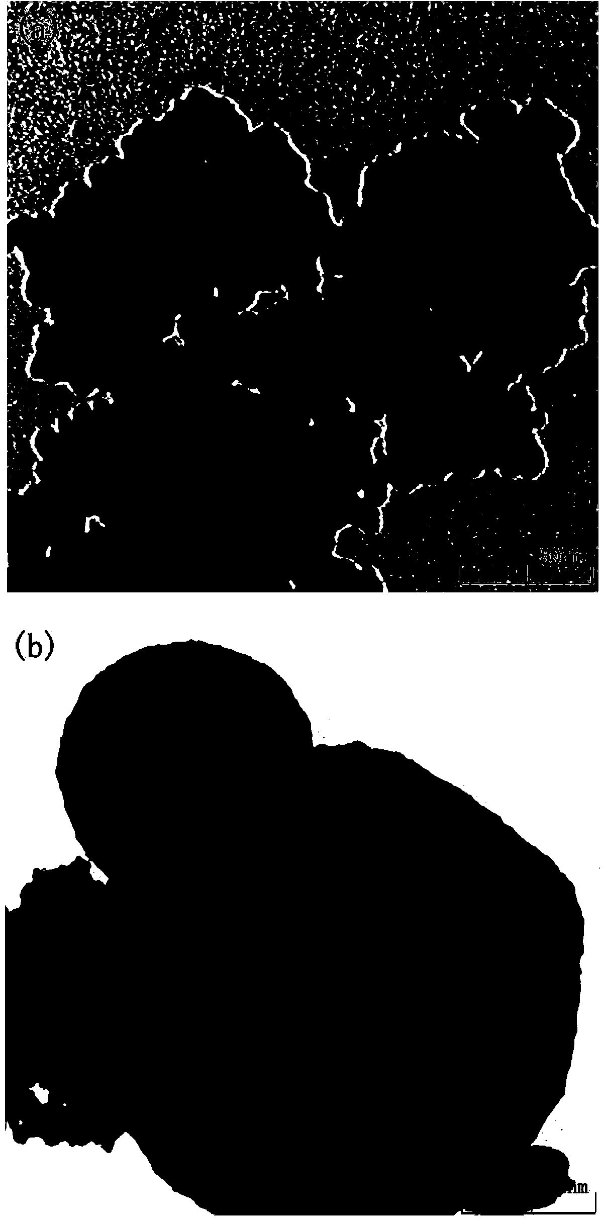 Phenylethanolamine A magnetic molecular imprinted polymer microsphere as well as preparation method and application thereof