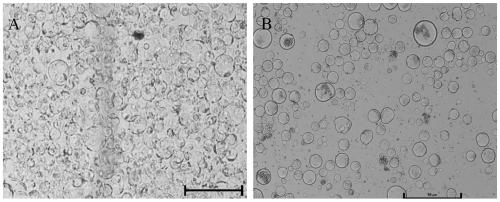 Protoplast preparation and genetic transformation method of Chinese cabbage