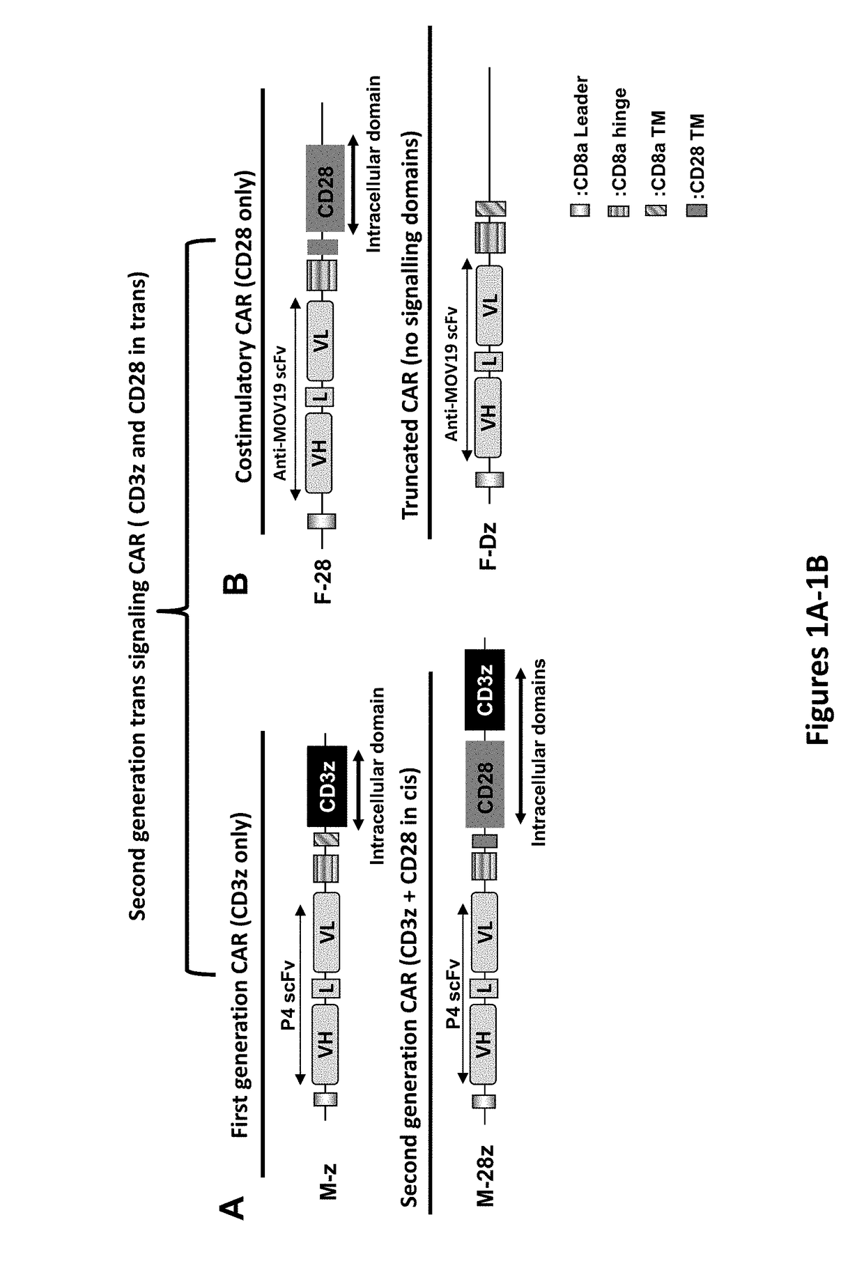 Use of a trans-signaling approach in chimeric antigen receptors