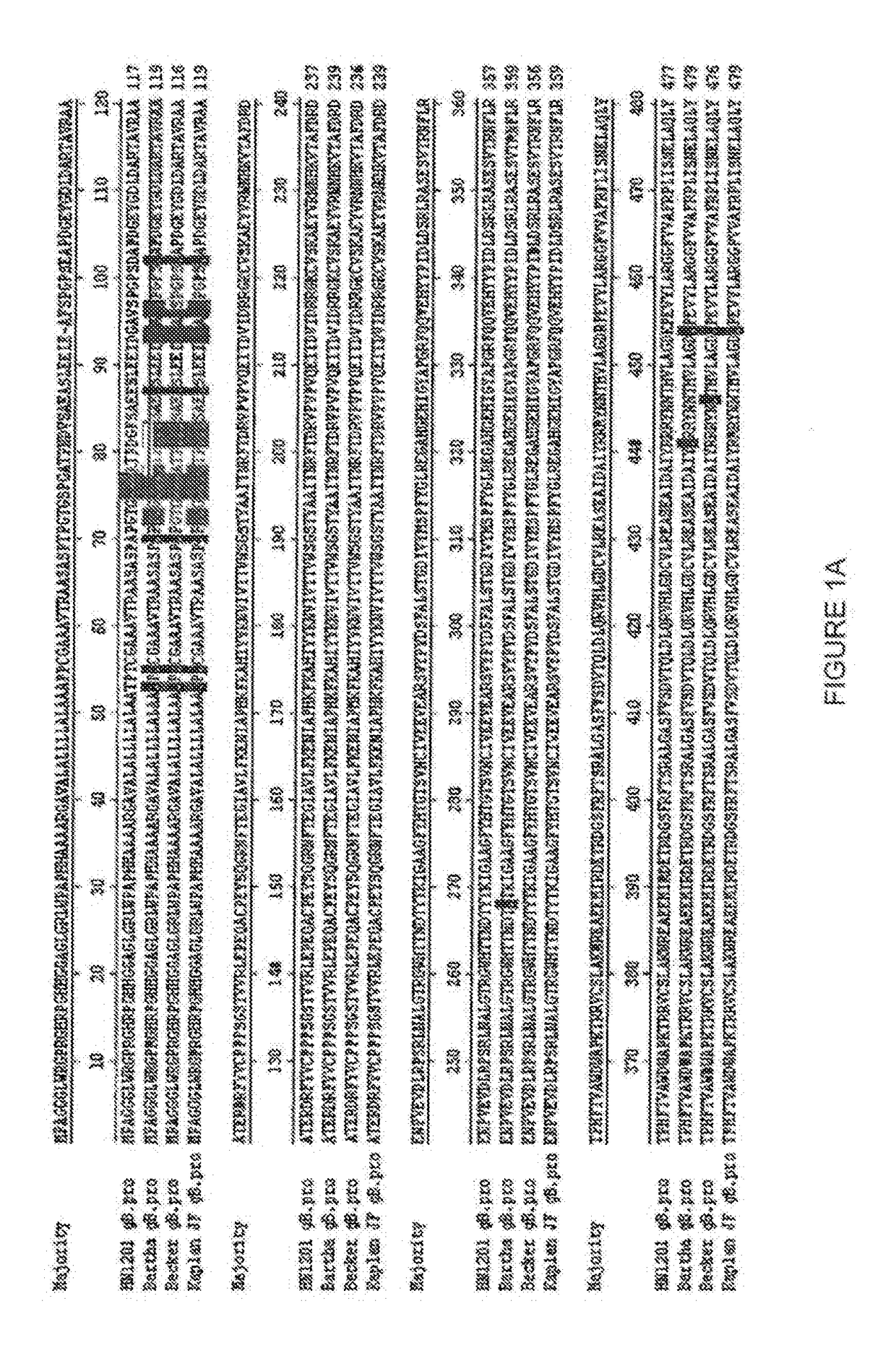 Subunit vaccine of porcine pseudorabies virus and preparation method