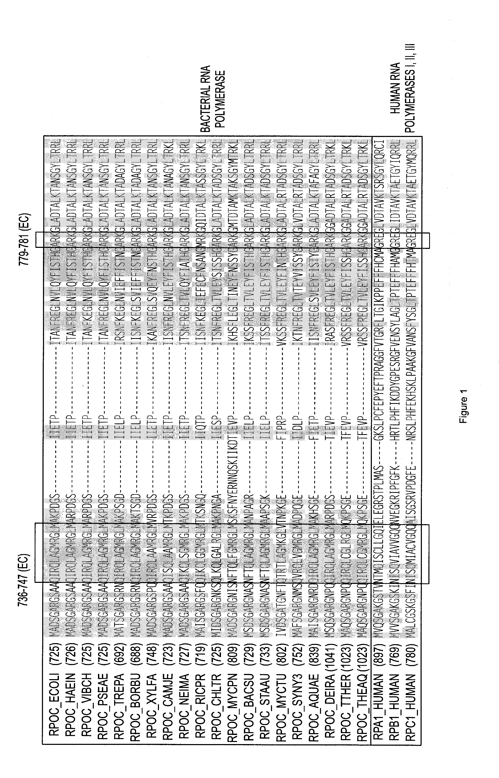 Non-mccj25-related lariat-peptide inhibitors of bacterial RNA polymerase