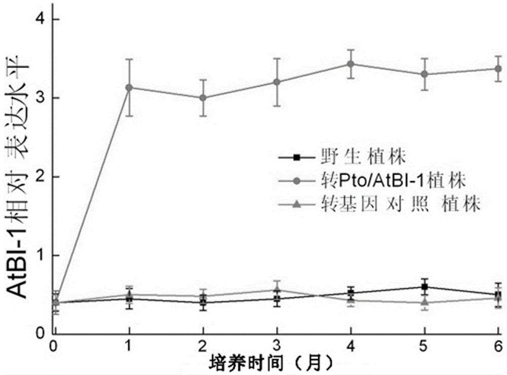 Application and method of using pto/atbi-i bivalent gene in promoting growth of Taxus chinensis and increasing paclitaxel content