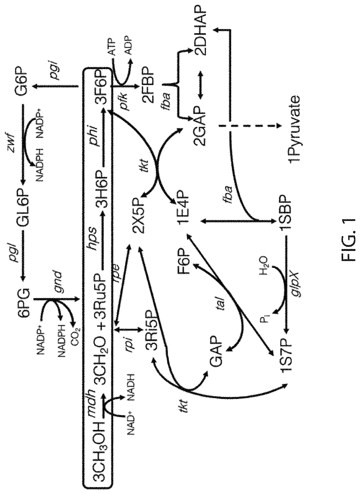 Methanol utilization