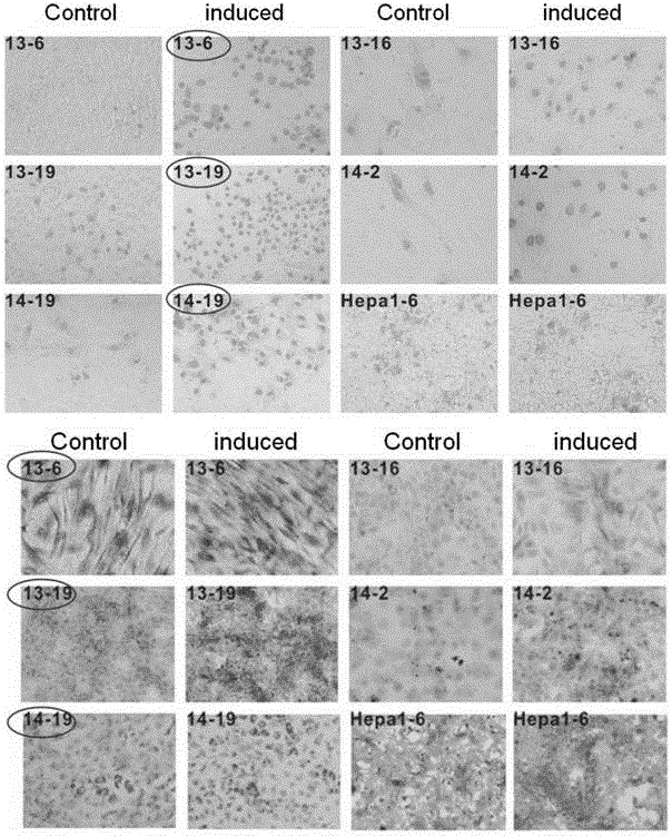 Recoverable immortalized hepatic cell line carrying double suicide genes and establishing method of recoverable immortalized hepatic cell line